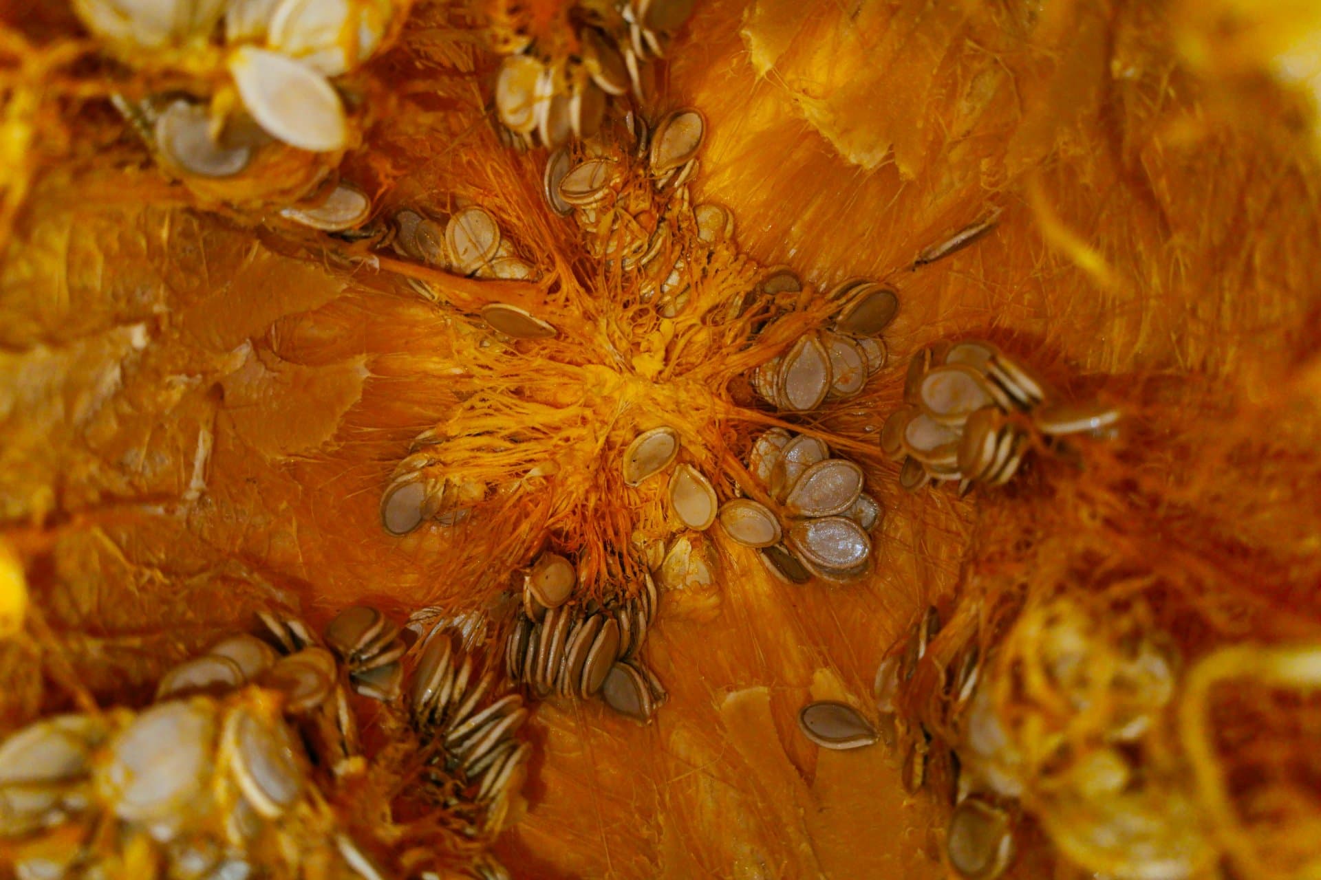 Pumpkin Seed Oil